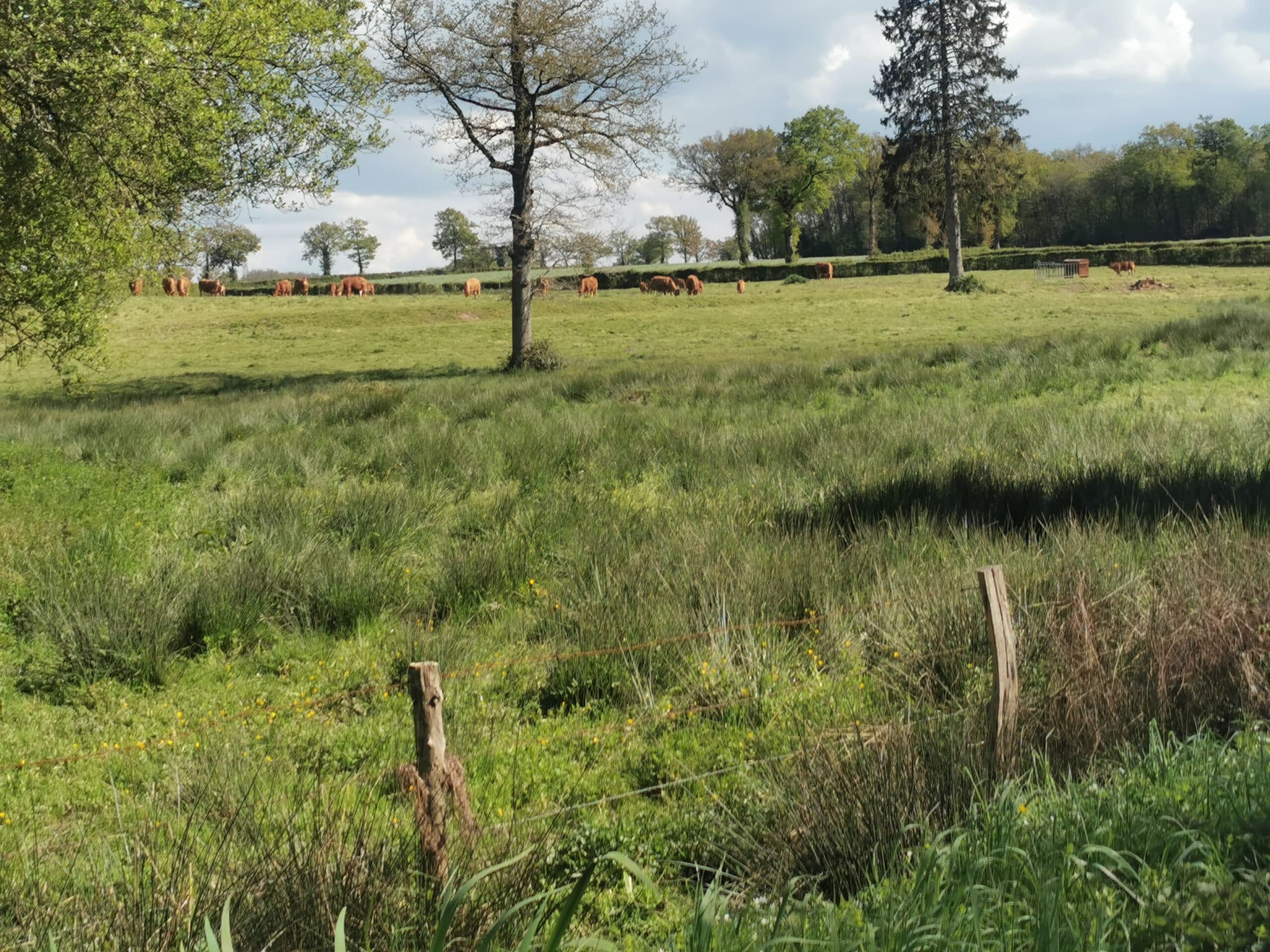 Arbre en prairie — inventaire écologique
