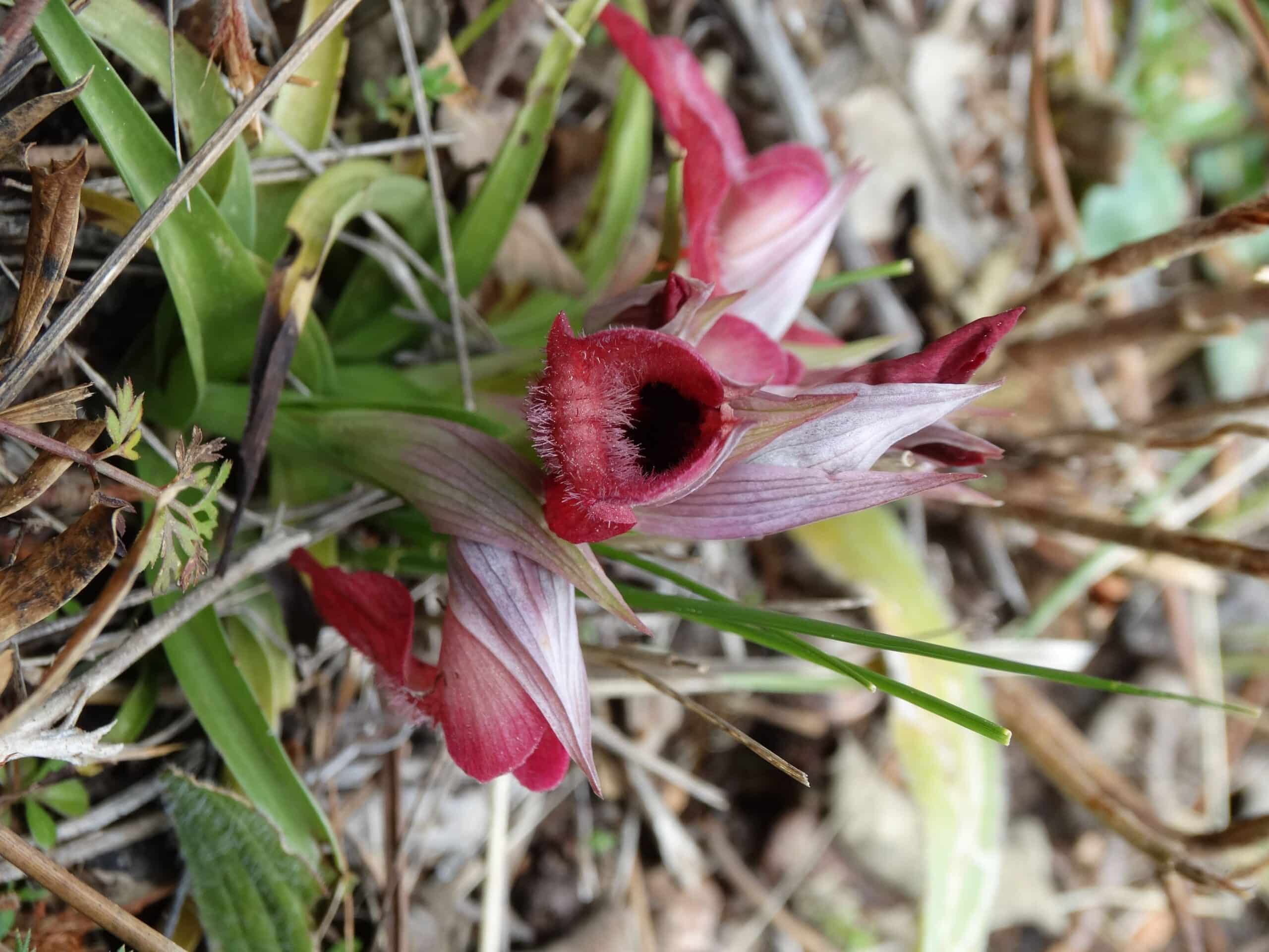 Flore sauvage — expertise botanique et zones humides